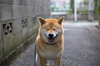 Instagramでトップモデル・アーティスト並のフォロワー183万人を誇る
柴犬まるによる6時間のニコニコ生放送が決定